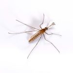 Muỗi Culex và viêm não Nhật Bản
