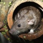 Những loài ký sinh trùng trên Chuột